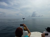 whale watching