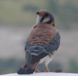 American_kestrel_thumbnail.jpg