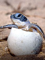 Leatherback-turtle-hatching-Copyright-WWF-CanonRoger-LeGUEN 151x200