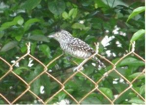 Barred Antshrike
