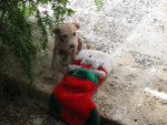 carlos_christmas_puppy_150x113.jpg