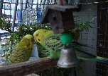 carolo_carolita_2_thumbnail.jpg