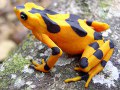 golden frog 