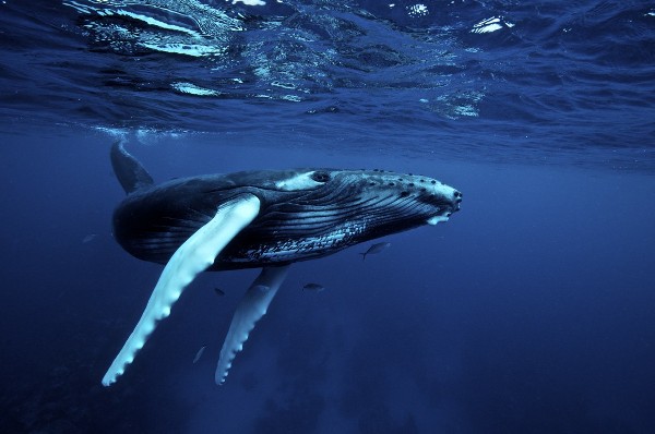 humpback_whale_600x600.jpg