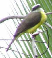 Great Kiskadee