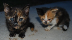 kittens.jpg