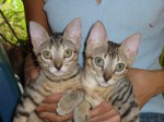 kittens_neo_and_trinity_150x112.jpg