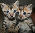 kittens_oct_1_vista_mar_150x141.jpg