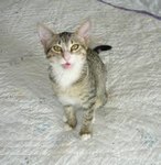 molly_grey_kitten_146x150.jpg
