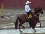 paso fino horse