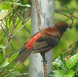 Crimson Backed Tanager