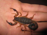 scorpion-sting