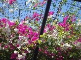 under_the_bougainvilleas_thumbnail.jpg