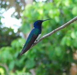 white-necked jacobin.jpg