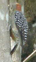 Red Crowned Woodpecker
