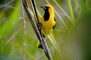 yellow_tailed_oriole_320x240.jpg