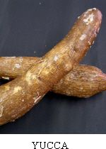 yucanew2.jpg