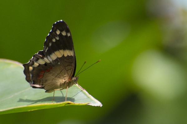 Butterfly on Leaf Butterfly on Leaf