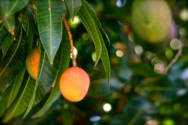 Wild Mango Grove Wild Mango Grove